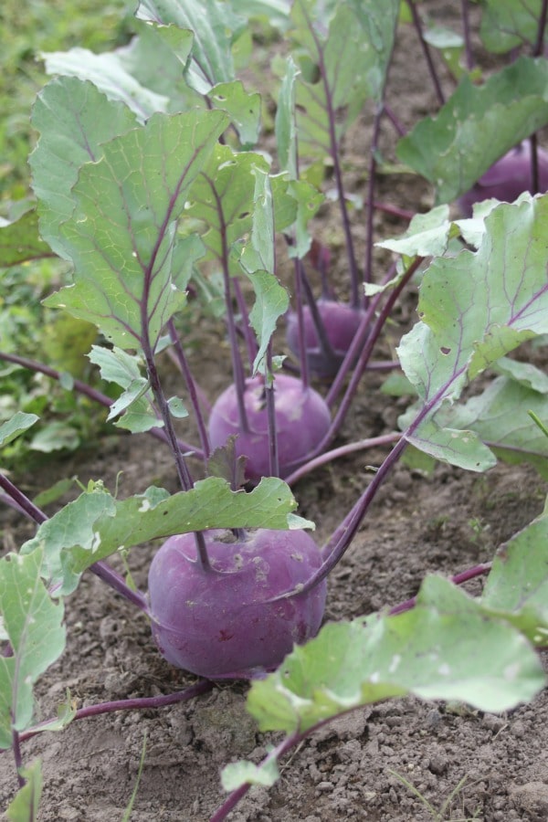 A row of kohlrabi growing in the dirt.