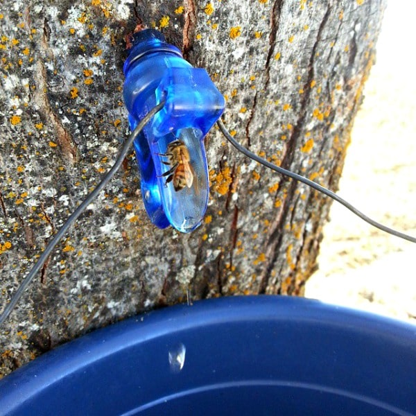 Backyard tree tapping is an easy and rewarding process from which the results are tasty homegrown and sweet syrup and it's so much more than just maple.