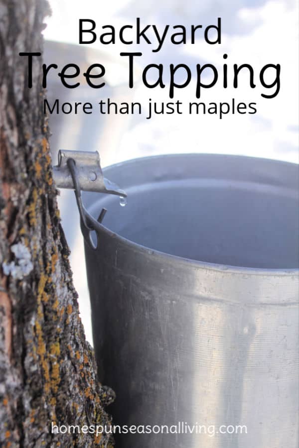 A metal bucket hung from a spile driipping maple sap for backyard tree tapping