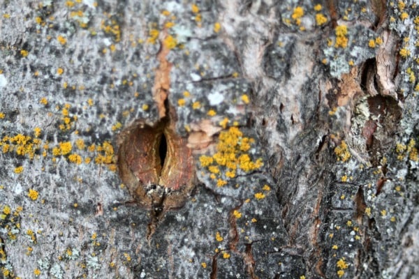 Hole closing left from a maple spile. 