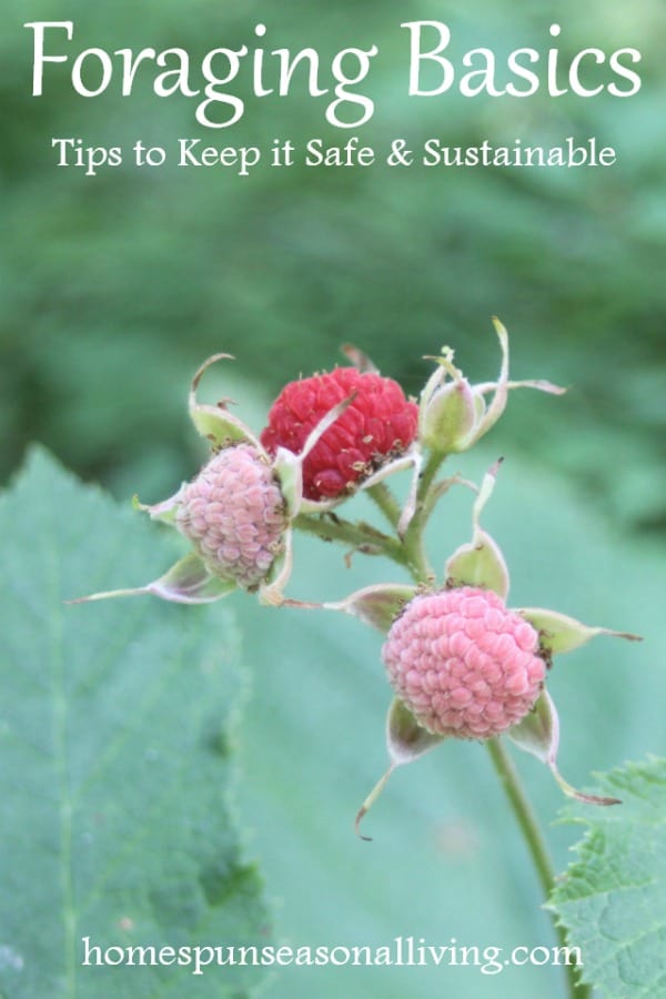 Thimberries to forage.