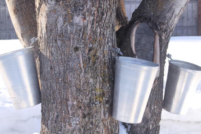 3 sap buckets hung for backyard tree tapping