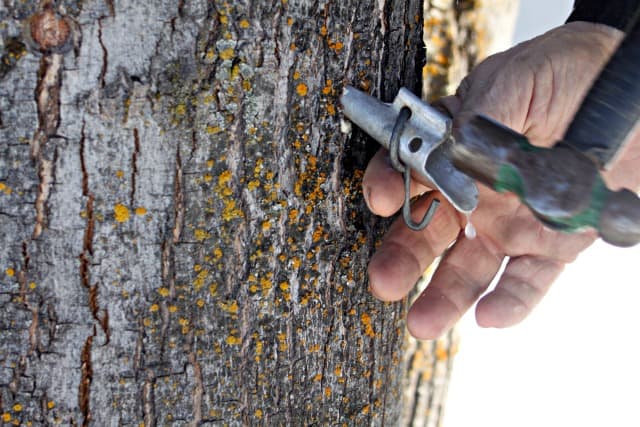 Hammering spile into maple tree for backyard tree tapping.