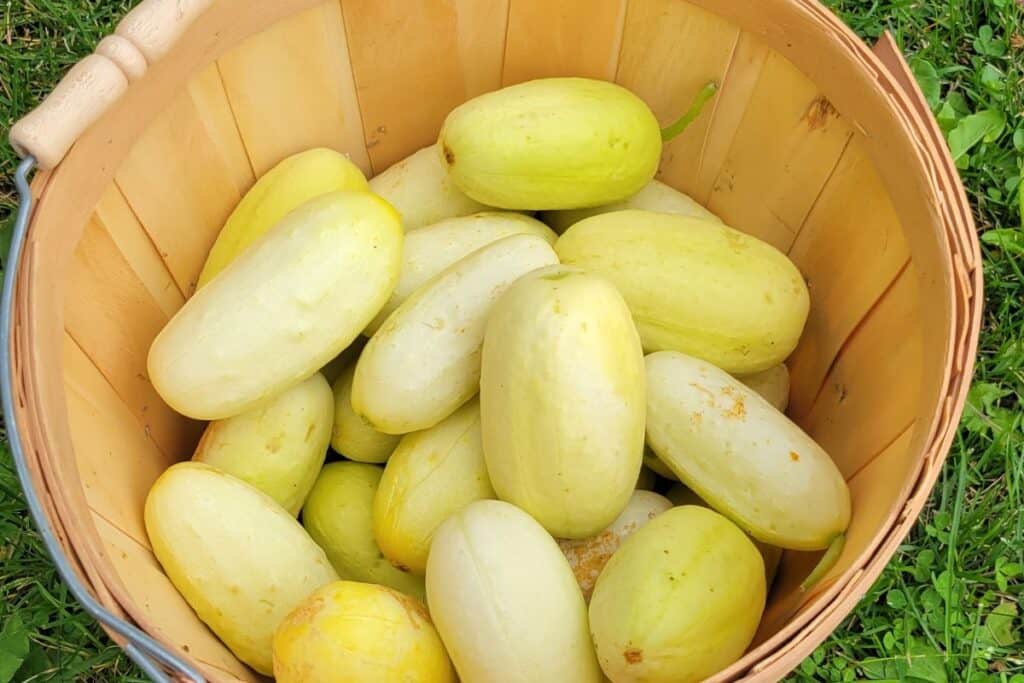 A basket of yellow cucumbers as seen from above sits on the grass.