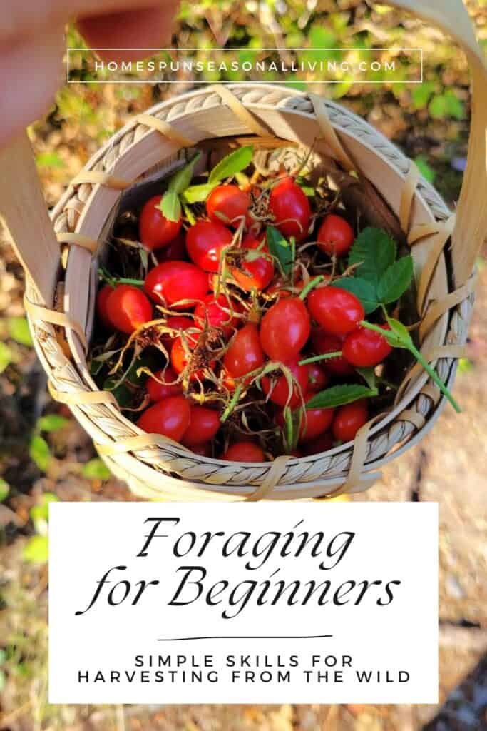A basket full of red rose hips is seen from above. A text overlay box reads: Foraging for Beginners: Simple Skills for Harvesting from the Wild. 