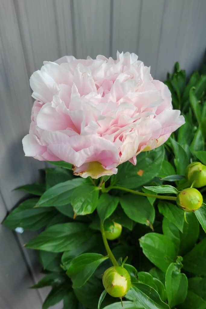 A blooming pink peony in the garden. 