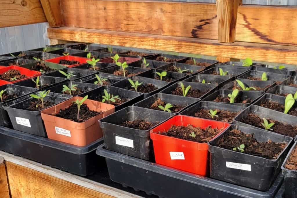 Multicolored plastic pots with small seedlings growing inside are lined up on a shelf inside a greenhouse.