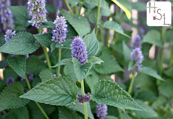 Anise hyssop in bloom in the garden.