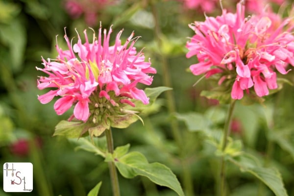 Bee Balm Home Medicinal Herb Garden