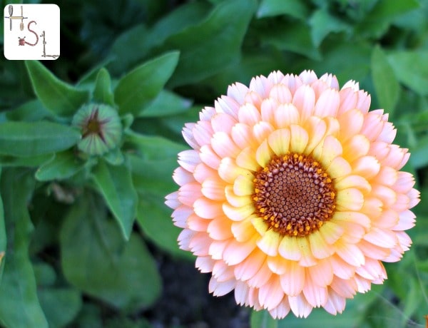 Calendula flower in bloom.