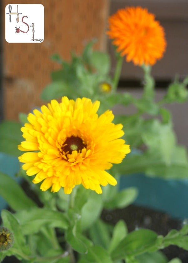 Calendula Vertical Home Medicinal Herb Garden