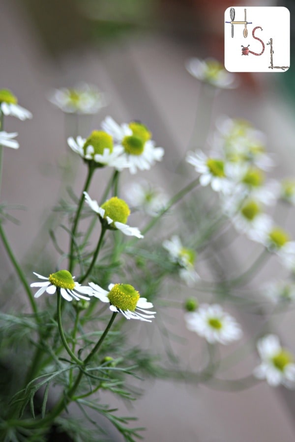 Chamomile in bloom in the garden.