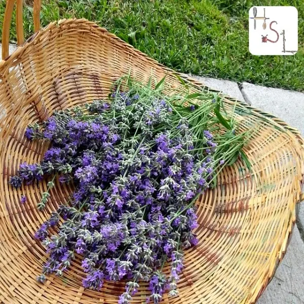 Lavender Home Medicinal Herb Garden2
