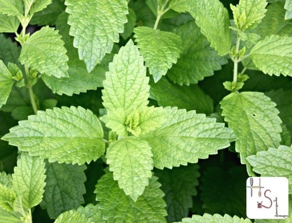 Lemon balm leaves.