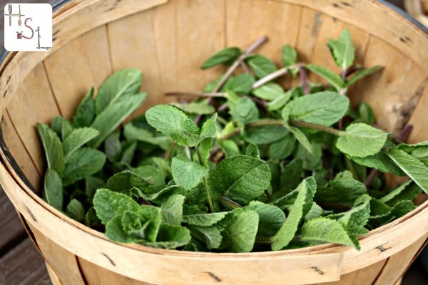 Mint Home Medicinal Herb Garden