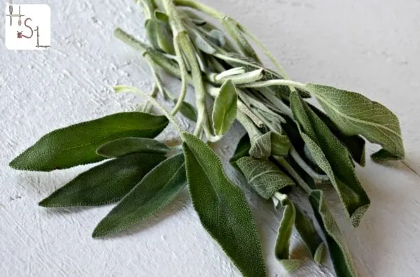 Sage Home Medicinal Herb Gardem