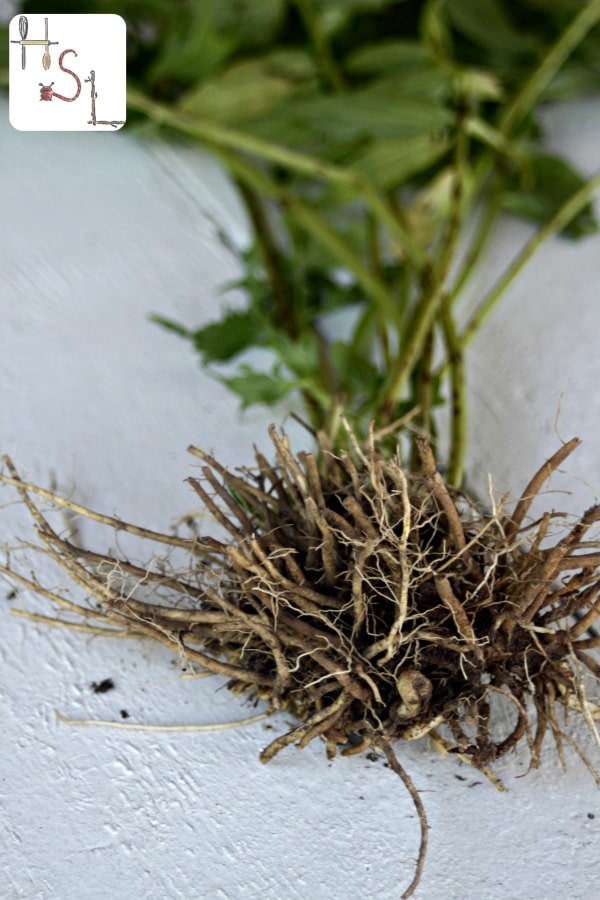 Valerian roots still attached to the plant sitting on a white table.