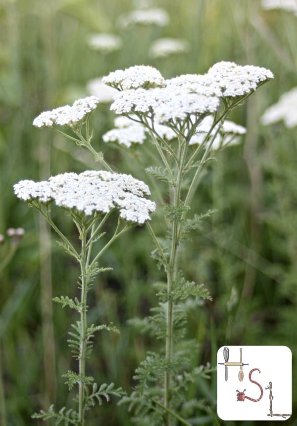 Yarrow Home Medicinal Herb Garden