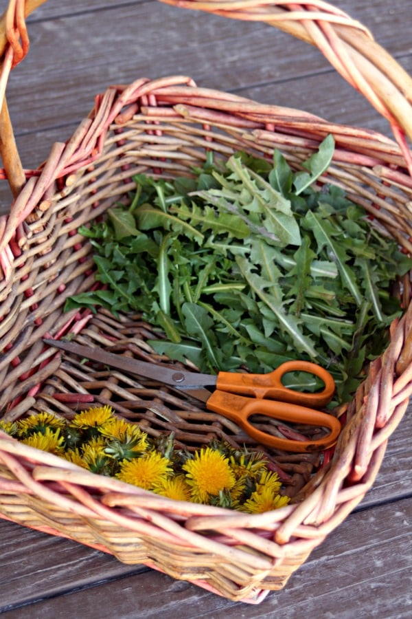 Dandelion greens and yellow dandelion flowers in a basket with a pair of scissors.