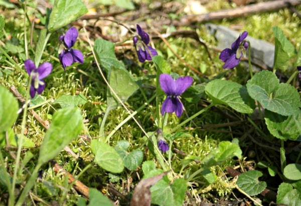 wild purple violets on the forest floor.