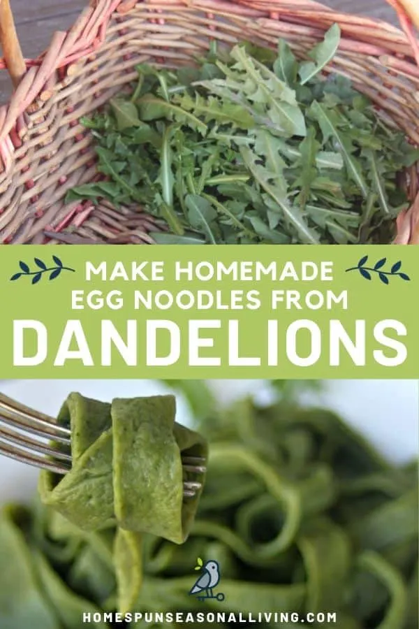 A photo of a basket full of dandelion greens stacked on top of a text overlay stating make homemade egg noodles from dandelions, stacked on top of an image of a green egg noodle wrapped around a fork with a bowl of noodles in the background.