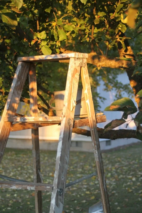 A wooden ladder under an apple tree.