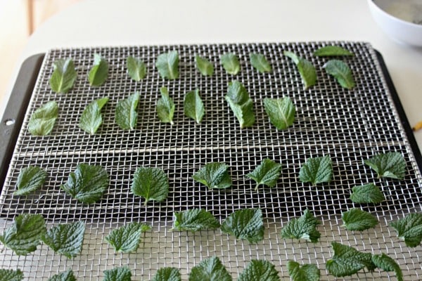 Make candied herb leaves as a fun way to preserve homegrown herbs and make a beautiful presentation on homemade baked goods.