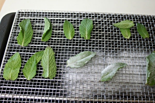 Make candied herb leaves as a fun way to preserve homegrown herbs and make a beautiful presentation on homemade baked goods.