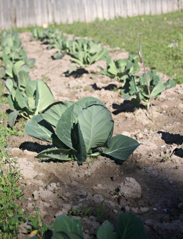 Make the most of early June zone 4B gardening with a few tips and tricks combined with a virtual tour of a northwest Montana vegetable garden.