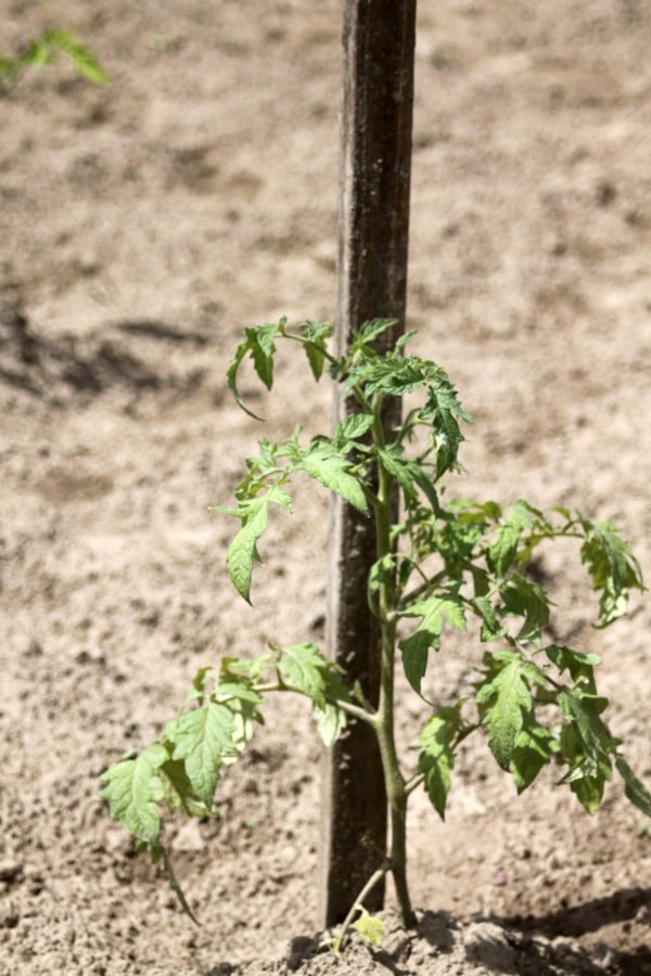 Make the most of early June zone 4B gardening with a few tips and tricks combined with a virtual tour of a northwest Montana vegetable garden.