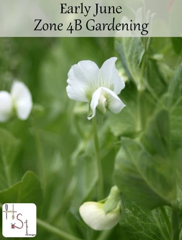 Make the most of early June zone 4B gardening with a few tips and tricks combined with a virtual tour of a northwest Montana vegetable garden.