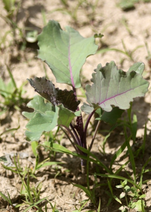 Make the most of early June zone 4B gardening with a few tips and tricks combined with a virtual tour of a northwest Montana vegetable garden.