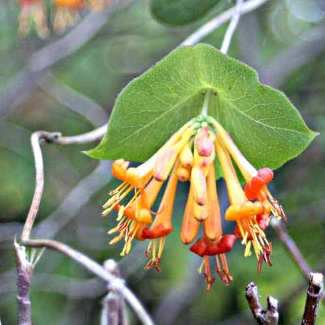 honeysuckle buds and leaves in the forest.
