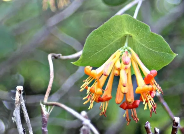 Using Honeysuckle For Food And Medicine Homespun Seasonal Living