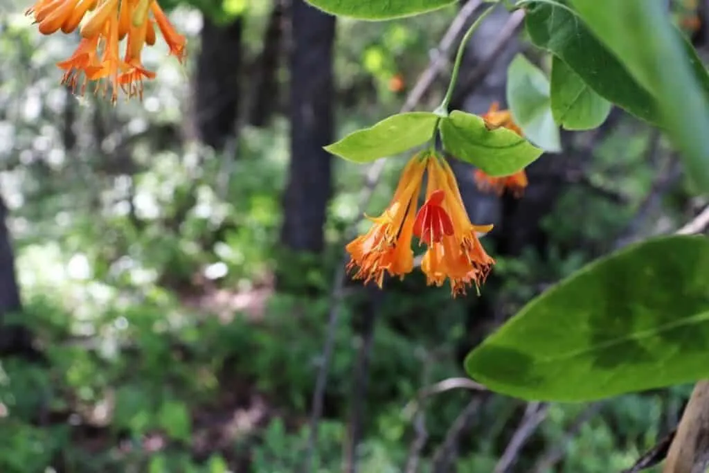 Clusters of orange honeysuckle flowers blooming on the vine in a forest.