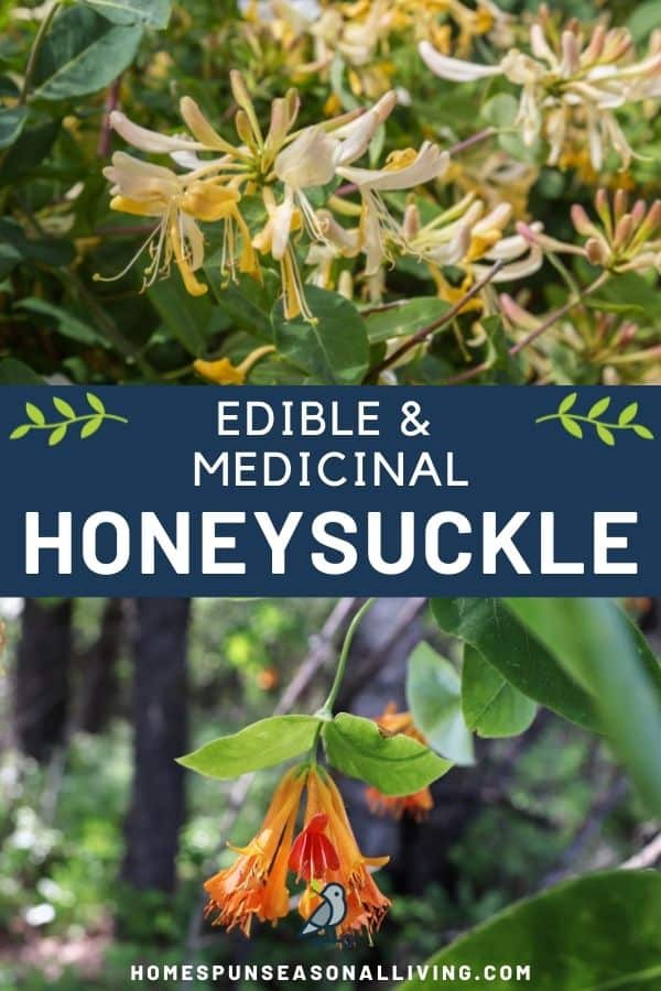 3 images stacked in a single column. The top image is of yellow and white honeysuckle flowers on a bush. The middle image is a blue text box with the words edible & medicinal honeysuckle. The bottom image is orange honeysuckle flower hanging from a vine in the forest.