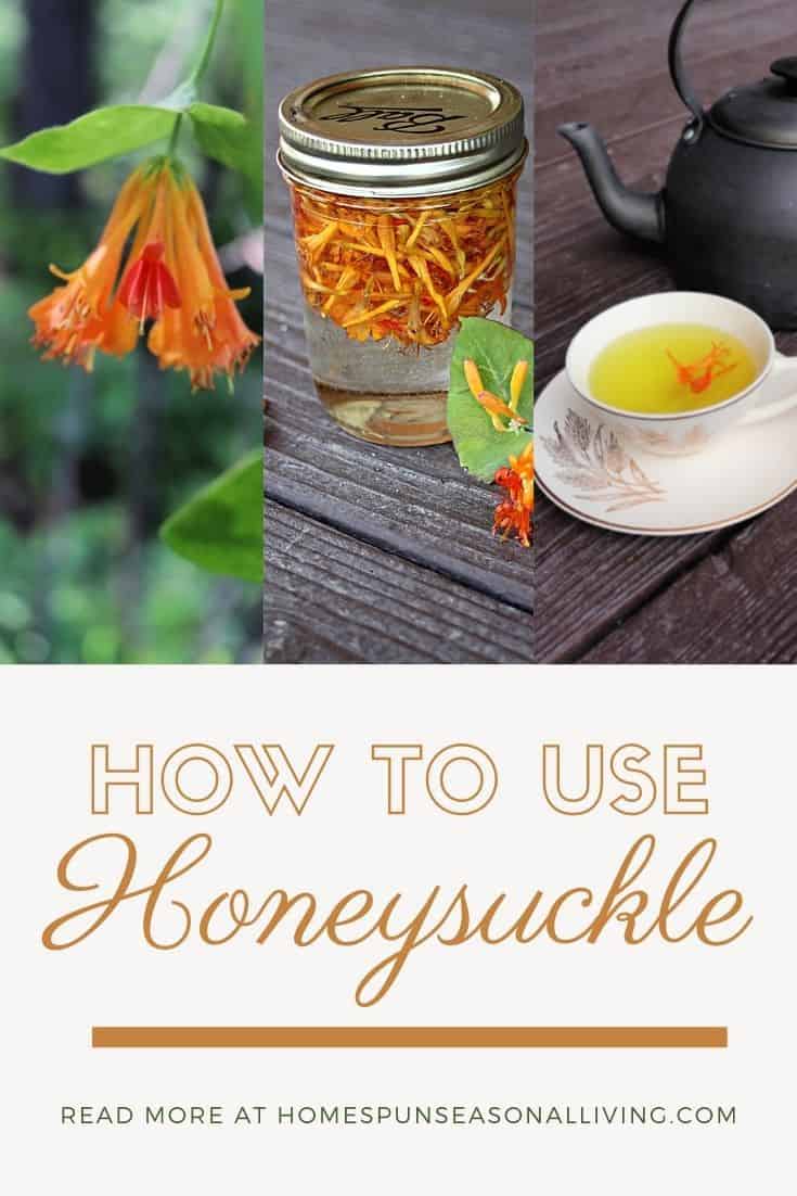 Using Honeysuckle for Food and Medicine Homespun Seasonal Living