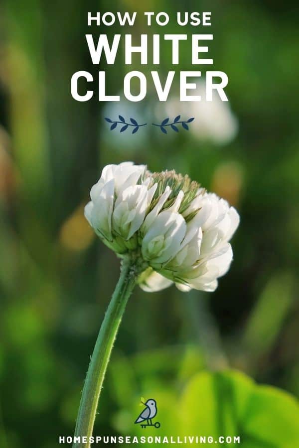 Close up of a single white clover blossom on a stem with text overlay stating how to use white clover.