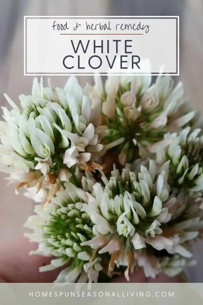 A handful of white clover blossoms with text overlay reading edible & herbal remedy white clover.
