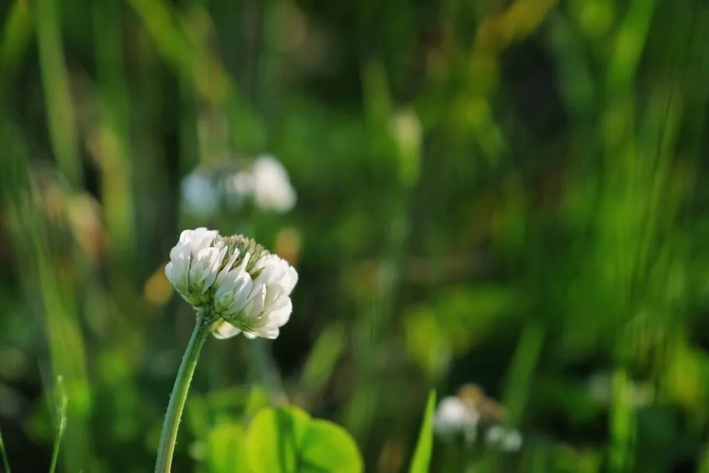 Close up of a single white clover blossom on a stem.