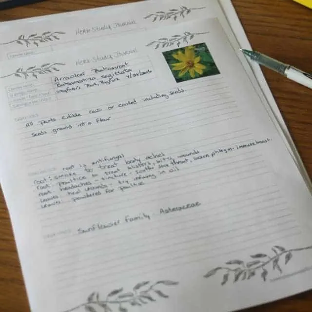 Learn how to study herbs and other plants for medicinal and edible uses with this easy method that includes a journal page printable.