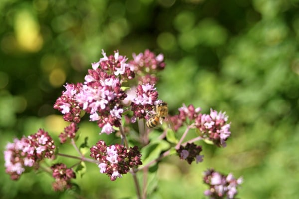 Oregano flower in bloom.