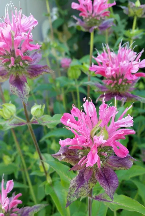 Harvest the flowers and leaves of summer flowers to make bee balm oxymel for relief from colds and sore throats later this year.