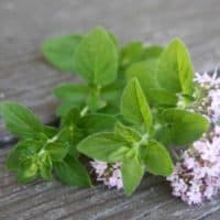 Oregano Infused Honey