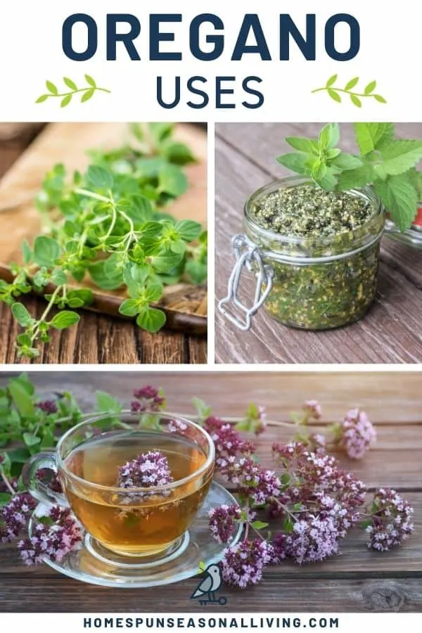 A photo of fresh oregano stems on a board sitting next to a photo of an open jar of pesto, stacked on top of a photo of a cup of herbal tea surrounded by oregano flowers, all sitting beneath a text block reading: oregano uses.
