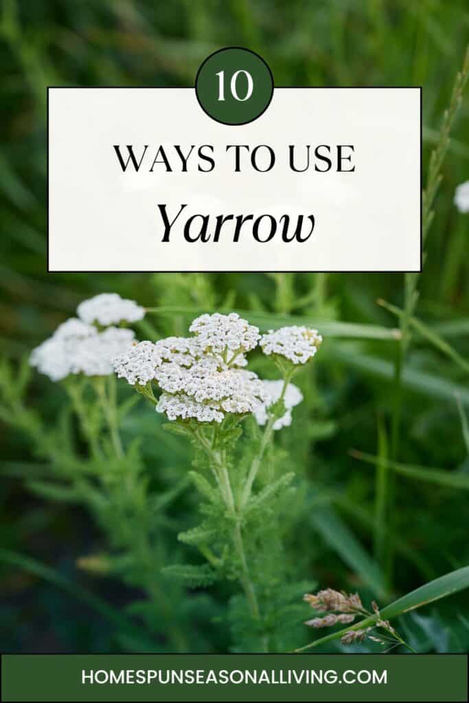 A yarrow plant in bloom in a field. Text overlay reads: 10 ways to use yarrow.