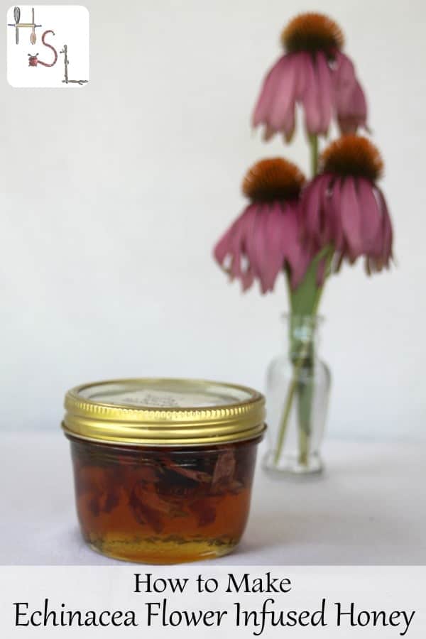Harness the healing power of the flower garden by making echinacea flower infused honey to boost the immune system in this sweet home remedy.