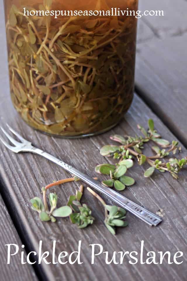 How to Make Pickled Purslane | Homespun Seasonal Living