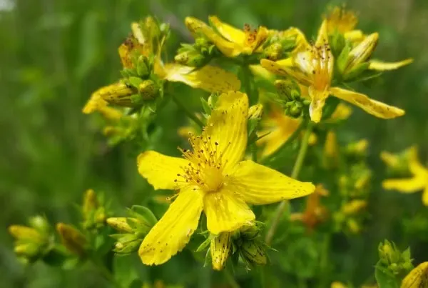 Make the most of St. John's Wort's healing power by using St. John's Wort for mood and body ailments with these two easy DIY projects.