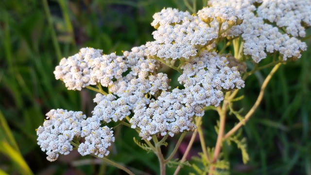 Yarrow in bloom.